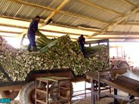Delivery of cut leaves to the extraction plant for processing 